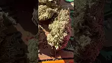 St0nerLukas Video Thumbnail