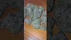 Sitka Legends - White Hot Guava #cannabisdaily #cannabiseducation #medicalmarijuanapatient