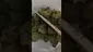 Video Thumbnail: Keep Blazing Stay Amazing