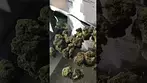 d/labs OGC32 OCEAN GROWN COOKIES