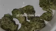 BabyzBudz Video Thumbnail