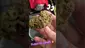 Video Thumbnail: Smokey Mo