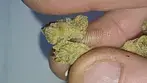 Hot FIRE Cookies + Fresh n' FRUITY Pebble Kush post stone close-ups (UK Medical Cannabis)