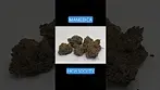 Mamedica High Society  #ukmedicalcannabis #shorts #patientexperience #shortsfeed #medicalcannabis