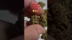 Mamedica - Strawberry Grail (UK Medical Cannabis Prescription)