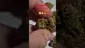 Video Thumbnail: ScottiDunCanna