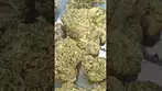 Slurricane Mint 25% thc