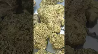 Slurricane Mint 25% thc