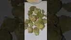 Puro T25 Biscotti Pippen Azztecmedia Reviews this strain #medicalcannabis #medbud #paintreatment #uk