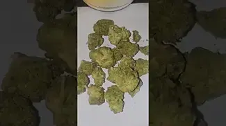Puro T25 Biscotti Pippen Azztecmedia Reviews this strain #medicalcannabis #medbud #paintreatment #uk