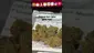 Video Thumbnail: Doc Green Bud