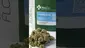 Video Thumbnail: Medical UK Cannabis