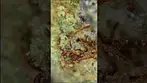 Kootenay Quantum Crystal Caviar Under The Scope My Thoughts