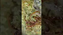 Eazypax420 Video Thumbnail