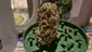 Video Thumbnail: Keep Blazing Stay Amazing