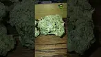 Papers | Animal Face Cookies | T28 | UK Medical Flower | 1 Week Review