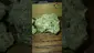 Video Thumbnail: VIP THC