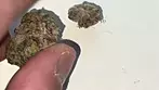 Common Roots T25 Sticky Cake Medical Review #22