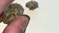 Video Thumbnail: BabyzBudz