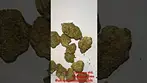 Crumbled Lime! By 4C Labs  28 April 2026.