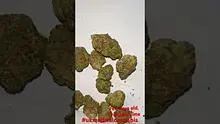 Bob The Bud Stud Video Thumbnail