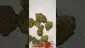 Video Thumbnail: Bob The Bud Stud