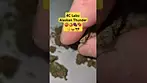 4C Labs - Alaskan Thunder (T29%)(UK Medical Cannabis Prescription)