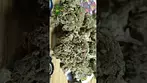 4C Labs Pink Kush T21 medical flower #medicalcannabis #cannabiseducation #zaza #ukmedicalcannabis