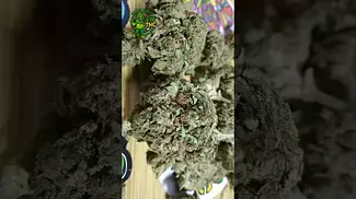 4C Labs Pink Kush T21 medical flower #medicalcannabis #cannabiseducation #zaza #ukmedicalcannabis