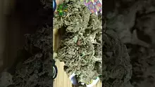 VIP THC Video Thumbnail