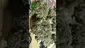 Video Thumbnail: VIP THC
