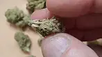 La Bomba + Tangerine Widow POST HYDRO STONE close-ups (UK Medical Cannabis)