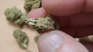 La Bomba + Tangerine Widow POST HYDRO STONE close-ups (UK Medical Cannabis)