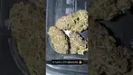 M RUNTZ T24 ( GELATO X   ZKITTLES MEDICALCANNABIS