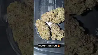 M RUNTZ T24 ( GELATO X   ZKITTLES MEDICALCANNABIS