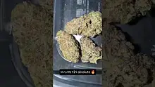 Mary Jane Media 420 Video Thumbnail