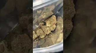 Curaleaf - (La kush 24%)