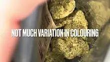 BabyzBudz Video Thumbnail