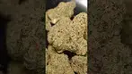 NEXT FRIDAY MUTANT TYRE FIRE (UK PRESCRIPTION MEDICATION)
