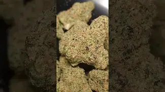 NEXT FRIDAY MUTANT TYRE FIRE (UK PRESCRIPTION MEDICATION)