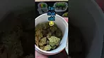 L.A.S.A.G.E 30%THC from PhCann.. Medical prescription cannabis.
