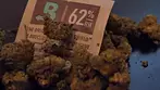 Galactic Cake Medical Cannabis 4C LABS Xeal Pharma FAAFO