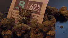 Dwarf Killa Video Thumbnail