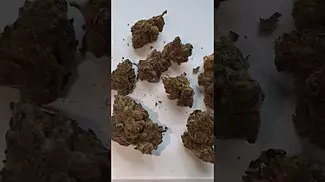 BC Green - SCK T26 (Scotties Cake) UK Medical Cannabis First Look! #prescription #medicalcannabisuk