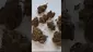Video Thumbnail: Konna
