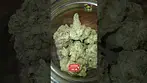 4C Labs | Pucker Up | T29 | UK Medical Flower | First Look