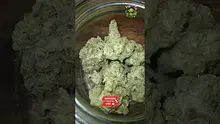 VIP THC Video Thumbnail