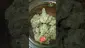 Video Thumbnail: VIP THC