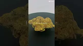 Hawaiian  Rain  by Cookies #ukmedicalcannabis #cookies #cannabiseducation #420