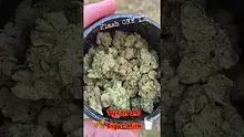 Medicated Mate Video Thumbnail